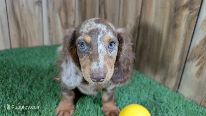 Sweetie Boy 3 AKC – Miniature Dachshund puppy for sale in Halfway, MO
