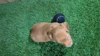 Tilly Boy 1, a male Miniature Dachshund for sale in Halfway, MO – 3 of 5