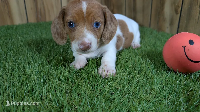 Mylie Girl 2 – Miniature Dachshund puppy for sale in Halfway, MO