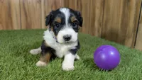 Sunset Girl 4, a female Miniature Aussiedoodle for sale in Halfway, MO – 2 of 5