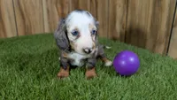 Pansy Girl 2, a female Miniature Dachshund for sale in Halfway, MO – 2 of 6