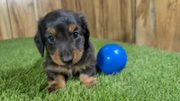 Harlie's Boy 1, a male Miniature Dachshund for sale in Halfway, MO – 1 of 6