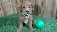 Mabeline Boy 2, a male Cavapoo for sale in Halfway, MO – Photo 1 of 4