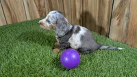 Pansy Girl 2, a female Miniature Dachshund for sale in Halfway, MO – 6 of 6