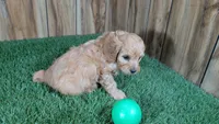 Kellee Boy 4, a male Cavapoo for sale in Halfway, MO – 3 of 4