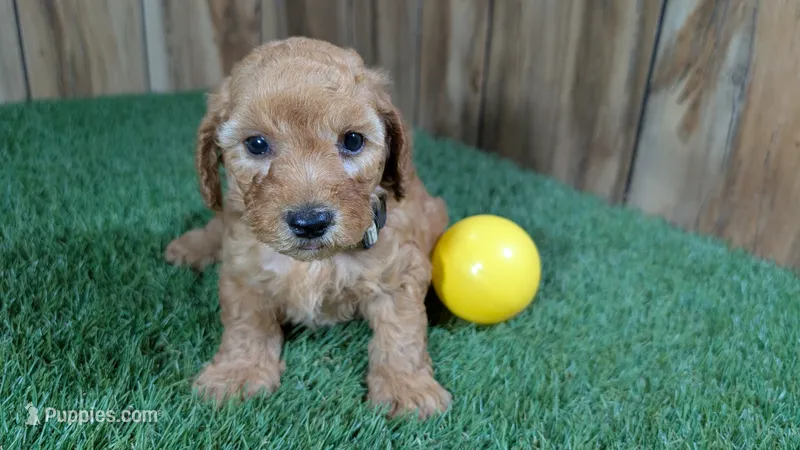 Honeycomb Boy 2 – Poodle - Miniature  puppy for sale in Halfway, MO