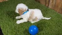 Lyla Boy 1, a male Cavapoo for sale in Halfway, MO – 5 of 5