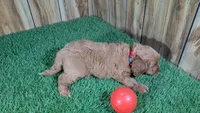 Harlow Girl 1, a female Cavapoo for sale in Halfway, MO – 5 of 5