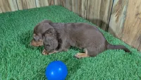 Cutie Boy 1, a male Miniature Dachshund for sale in Halfway, MO – 4 of 5