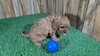 LaRae Boy 1, a male Cavapoo for sale in Halfway, MO – 4 of 4