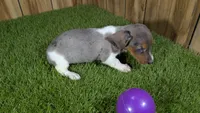 Cuties Girl 1, a female Miniature Dachshund for sale in Halfway, MO – 4 of 5