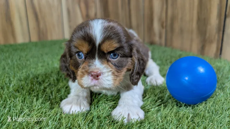 Hannah Boy 2 – Cavalier King Charles Spaniel puppy on hold in Halfway, MO