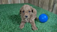 Baby Lisa, a male Poodle - Miniature  for sale in Halfway, MO – 2 of 5