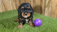Honey Girl 5, a female Cavapoo for sale in Halfway, MO – 1 of 5