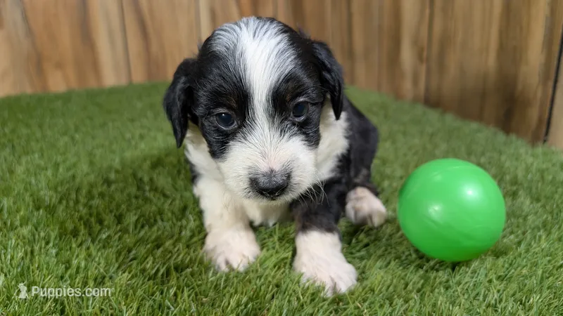 Sunset Boy 4 – Miniature Aussiedoodle puppy for sale in Halfway, MO