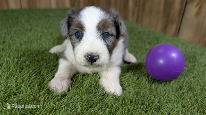 Sunset Girl 2 – Miniature Aussiedoodle puppy for sale in Halfway, MO