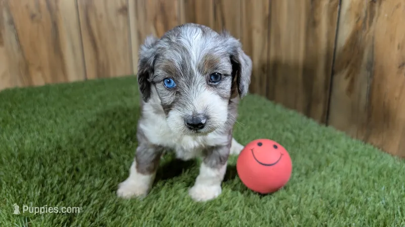 Sunset Girl 1 – Miniature Aussiedoodle puppy for sale in Halfway, MO