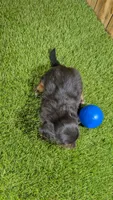 Harlie's Boy 1, a male Miniature Dachshund for sale in Halfway, MO – 5 of 6