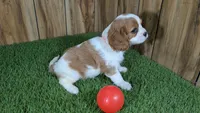 Carmella Girl 1, a female Cavalier King Charles Spaniel for sale in Halfway, MO – 4 of 4