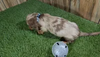 Sweetie's Boy 1 AKC, a male Miniature Dachshund for sale in Halfway, MO – 3 of 6