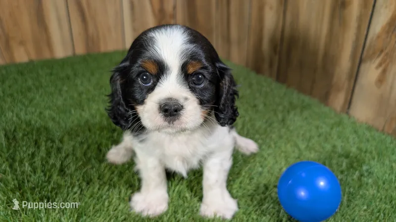 Gracie Boy 1 – Cavalier King Charles Spaniel puppy for sale in Halfway, MO