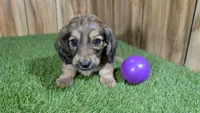 Raleigh Girl 1, a female Miniature Dachshund for sale in Halfway, MO – 2 of 6