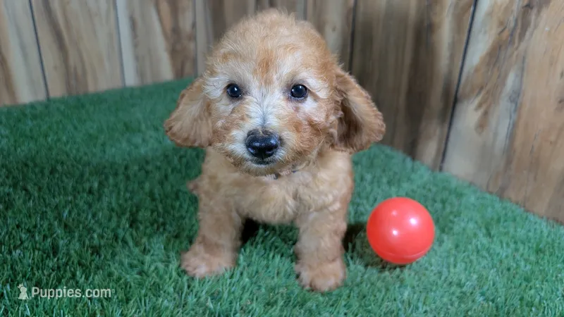 Honeycomb Boy 3 – Poodle - Miniature  puppy for sale in Halfway, MO