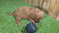 Sadie Boy 1, a male Cavapoo for sale in Halfway, MO – 2 of 4