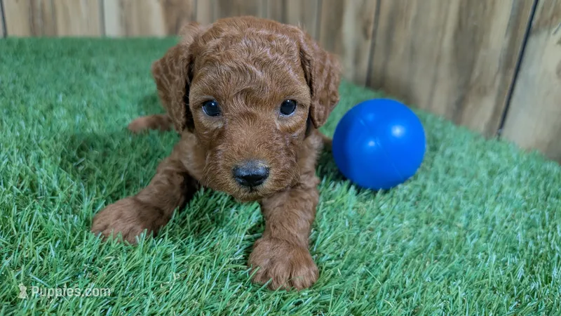 Honeycomb Boy 4 – Poodle - Miniature  puppy for sale in Halfway, MO