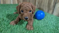 Honeycomb Boy 4, a male Poodle - Miniature  for sale in Halfway, MO – 1 of 4
