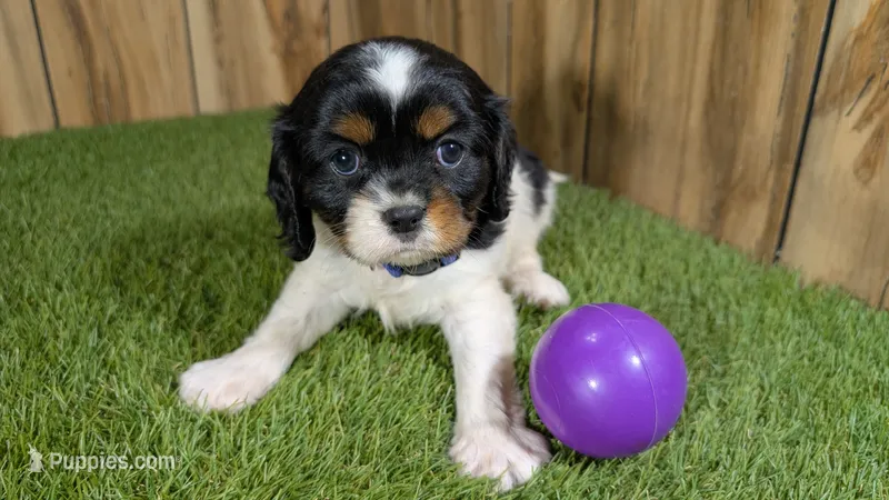 Bessie Girl 2 – Cavalier King Charles Spaniel puppy for sale in Halfway, MO