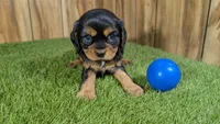 Donut Boy 1, a male Cavalier King Charles Spaniel for sale in Halfway, MO – 2 of 5