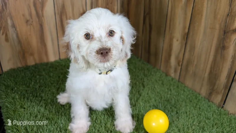 Lyla Girl 1 – Cavapoo puppy for sale in Halfway, MO