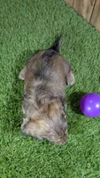 Raleigh Girl 1, a female Miniature Dachshund for sale in Halfway, MO – 4 of 6