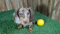 Sweetie Boy 3 AKC, a male Miniature Dachshund for sale in Halfway, MO – 5 of 6