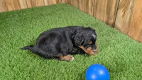 Sunset Boy 2, a male Miniature Aussiedoodle for sale in Halfway, MO – 4 of 4