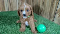 Sky Boy 3, a male Cavapoo for sale in Halfway, MO – 2 of 4