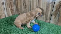 Diamond Boy 1, a male Cavalier King Charles Spaniel for sale in Halfway, MO – 3 of 4