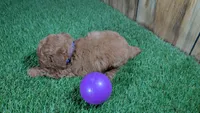 Baby Lisa Girl 1, a female Poodle - Miniature  for sale in Halfway, MO – 3 of 4