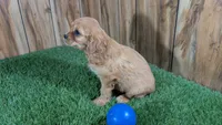 Diamond Boy 1, a male Cavalier King Charles Spaniel for sale in Halfway, MO – 4 of 4