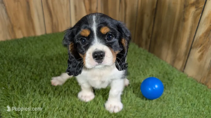 Bessie Boy 1 – Cavalier King Charles Spaniel puppy for sale in Halfway, MO