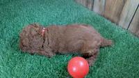 Little Honey Girl 2, a female Poodle - Miniature  for sale in Halfway, MO – 4 of 5