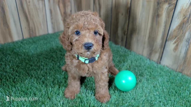 Honeycomb Boy 1 – Poodle - Miniature  puppy for sale in Halfway, MO