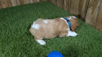 Missy Boy 2, a male Cavalier King Charles Spaniel for sale in Halfway, MO – 5 of 5