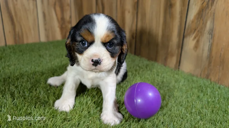 Hannah Girl 3 – Cavalier King Charles Spaniel puppy for sale in Halfway, MO