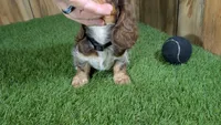 Sweetie Boy 6 AKC, a male Miniature Dachshund for sale in Halfway, MO – 3 of 6