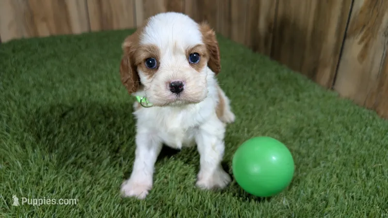 Beth Boy 2 – Cavalier King Charles Spaniel puppy for sale in Halfway, MO