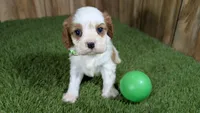 Beth Boy 2, a male Cavalier King Charles Spaniel for sale in Halfway, MO – 1 of 4
