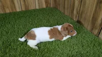 Mylie Girl 2, a female Miniature Dachshund for sale in Halfway, MO – 3 of 4