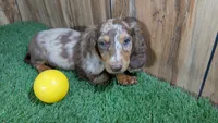 Sweetie Boy 3 AKC, a male Miniature Dachshund for sale in Halfway, MO – 3 of 6
